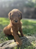Cheif, a male Poodle - Standard  for sale in Cleveland, TN – Photo 1 of 6