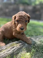 Cheif, a male Poodle - Standard  for sale in Cleveland, TN – Photo 3 of 6