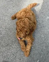 Chief, a male Poodle - Standard  for sale in Cleveland, TN – Photo 3 of 10