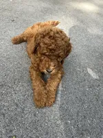 Chief, a male Poodle - Standard  for sale in Cleveland, TN – Photo 2 of 10