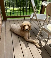 Zoe , a female Poodle - Standard  for sale in Cleveland, TN – 3 of 7