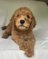 Captain, a male Poodle - Standard  for sale in Cleveland, TN – 1 of 8