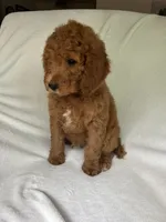 Century, a male Poodle - Standard  for sale in Cleveland, TN – 3 of 10