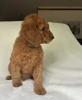 Champ, a male Poodle - Standard  for sale in Cleveland, TN – 2 of 9