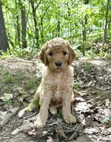 Cypress, a male Poodle - Standard  for sale in Cleveland, TN – 5 of 8