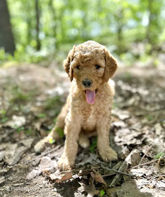 Cypress – Poodle - Standard  puppy for sale in Cleveland, TN