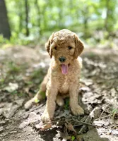 Cypress, a male Poodle - Standard  for sale in Cleveland, TN – 4 of 8