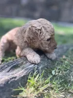 Cypress, a male Poodle - Standard  for sale in Cleveland, TN – Photo 3 of 6