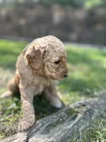 Cypress, a male Poodle - Standard  for sale in Cleveland, TN – Photo 2 of 6