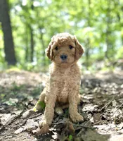 Cypress, a male Poodle - Standard  for sale in Cleveland, TN – 6 of 8