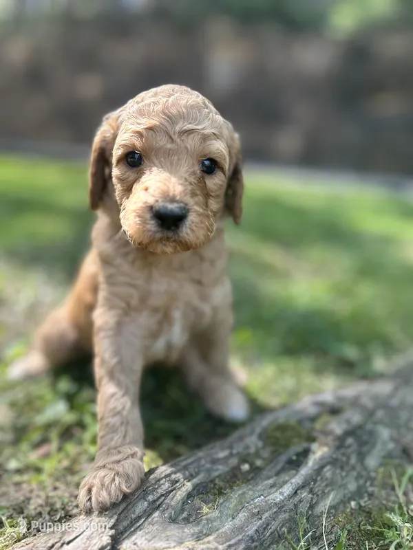 Cypress – Poodle - Standard  puppy for sale in Cleveland, TN