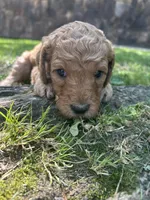 Cypress, a male Poodle - Standard  for sale in Cleveland, TN – Photo 4 of 6