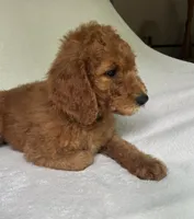 Champ, a male Poodle - Standard  for sale in Cleveland, TN – 3 of 9