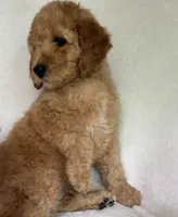 Cypress, a male Poodle - Standard  for sale in Cleveland, TN – 2 of 8