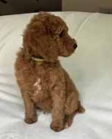Century, a male Poodle - Standard  for sale in Cleveland, TN – 2 of 10