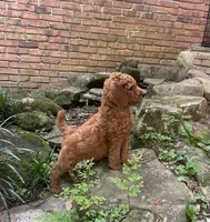 Champ, a male Poodle - Standard  for sale in Cleveland, TN – Photo 2 of 9