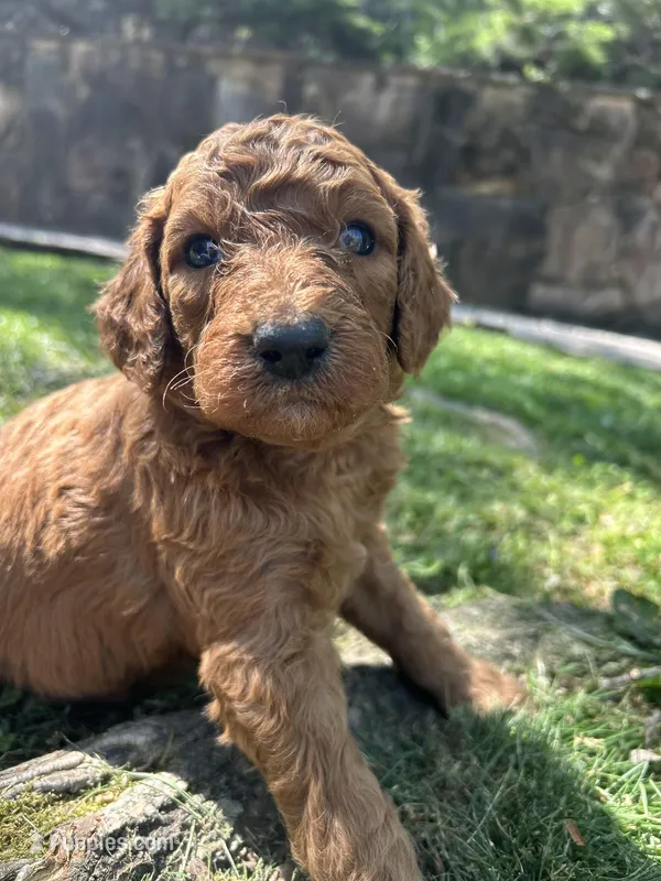 Champ – Poodle - Standard  puppy for sale in Cleveland, TN