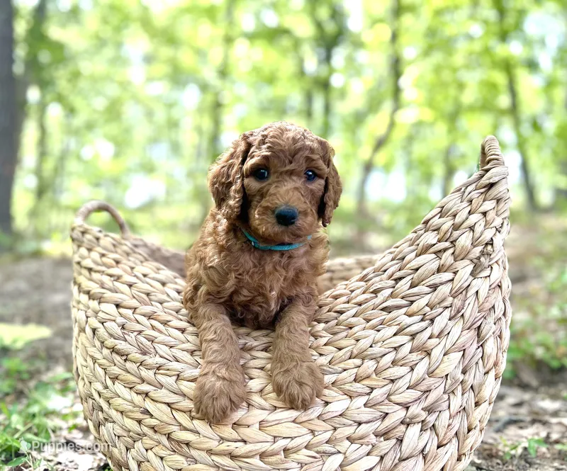Champ – Poodle - Standard  puppy for sale in Cleveland, TN