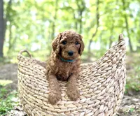 Champ, a male Poodle - Standard  for sale in Cleveland, TN – Photo 7 of 9