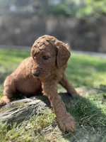 Champ, a male Poodle - Standard  for sale in Cleveland, TN – Photo 3 of 5