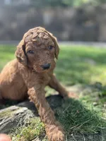 Champ, a male Poodle - Standard  for sale in Cleveland, TN – Photo 2 of 5