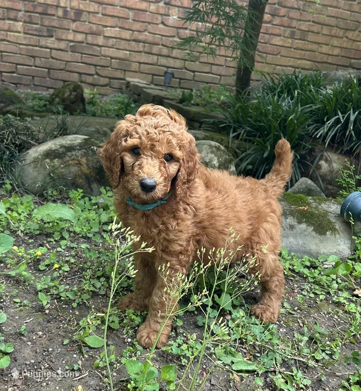 Champ – Poodle - Standard  puppy for sale in Cleveland, TN