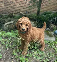 Champ, a male Poodle - Standard  for sale in Cleveland, TN – Photo 1 of 9