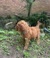 Champ, a male Poodle - Standard  for sale in Cleveland, TN – Photo 3 of 9