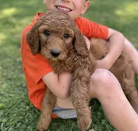Champ, a male Poodle - Standard  for sale in Cleveland, TN – Photo 5 of 9