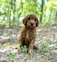 Champ, a male Poodle - Standard  for sale in Cleveland, TN – Photo 9 of 9