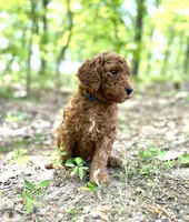 Champ, a male Poodle - Standard  for sale in Cleveland, TN – Photo 8 of 9