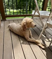 Zoe , a female Poodle - Standard  for sale in Cleveland, TN – 2 of 7