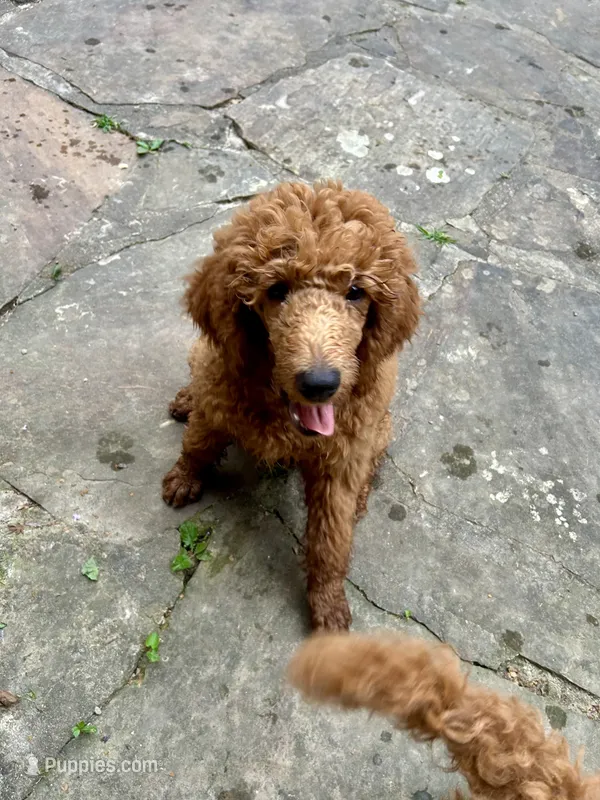 Century – Poodle - Standard  puppy for sale in Cleveland, TN
