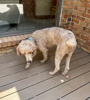 Zoe , a female Poodle - Standard  for sale in Cleveland, TN – 6 of 7