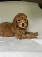 Captain, a male Poodle - Standard  for sale in Cleveland, TN – 4 of 8