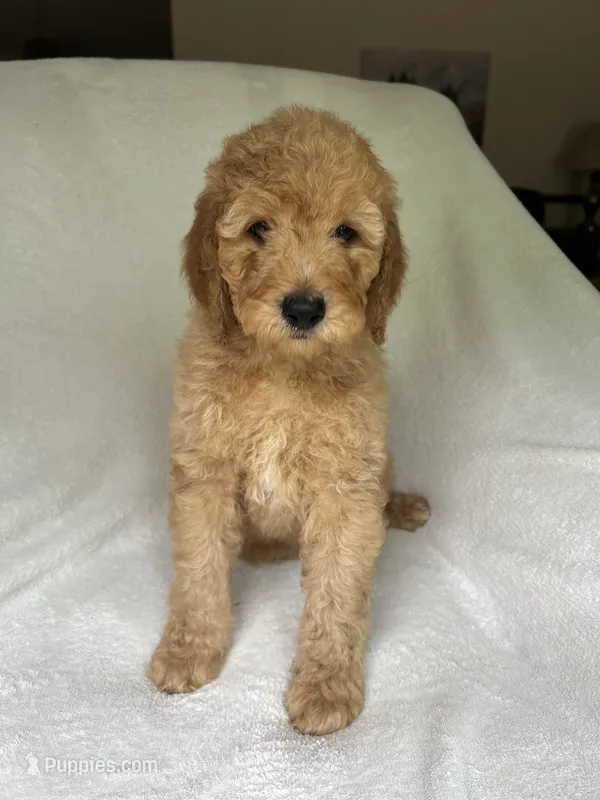 Cypress – Poodle - Standard  puppy for sale in Cleveland, TN