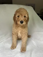 Cypress, a male Poodle - Standard  for sale in Cleveland, TN – 1 of 8