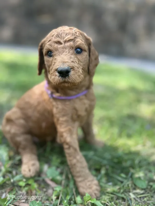 Clementine  – Poodle - Standard  puppy for sale in Cleveland, TN