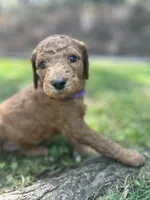 Clementine , a female Poodle - Standard  for sale in Cleveland, TN – Photo 2 of 5