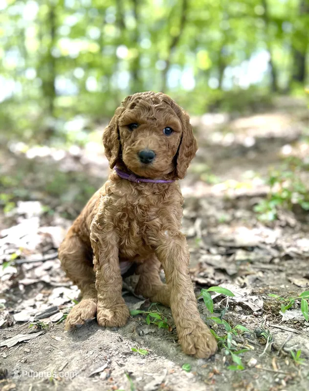 Clementine  – Poodle - Standard  puppy for sale in Cleveland, TN