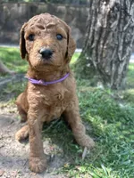 Clementine , a female Poodle - Standard  for sale in Cleveland, TN – Photo 4 of 5