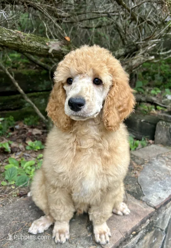 Cypress – Poodle - Standard  puppy for sale in Cleveland, TN