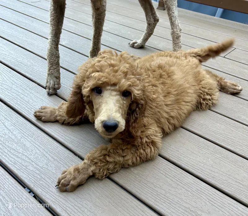 Century – Poodle - Standard  puppy for sale in Cleveland, TN