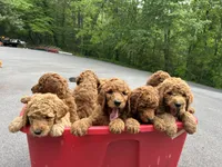 Cypress, a male Poodle - Standard  for sale in Cleveland, TN – 8 of 8
