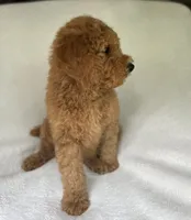 Captain, a male Poodle - Standard  for sale in Cleveland, TN – 3 of 8