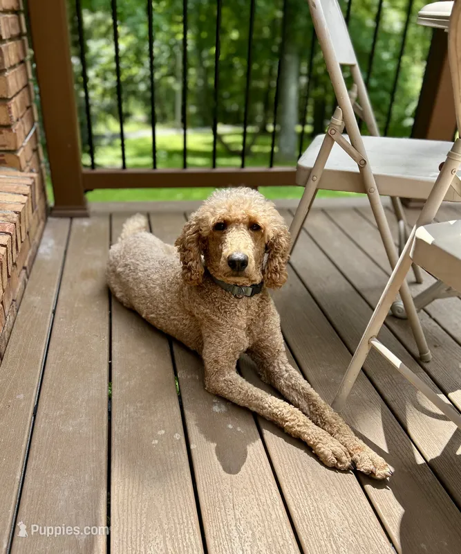 Zoe  – Poodle - Standard  puppy for sale in Cleveland, TN