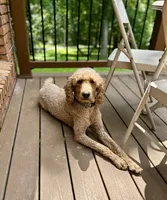 Zoe , a female Poodle - Standard  for sale in Cleveland, TN – 1 of 7