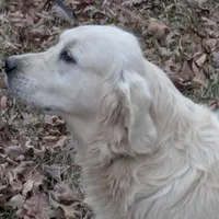 Imported proven stud AKC, a male English Cream Golden Retriever for sale in Russellville, AL – Photo 3 of 3