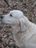 Imported proven stud AKC, a male English Cream Golden Retriever for sale in Russellville, AL – Photo 3 of 3