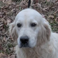 Imported proven stud AKC, a male English Cream Golden Retriever for sale in Russellville, AL – Photo 1 of 3